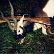 Black Buck Antelope